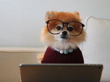 A pomeranian dog is wearing glasses and working on a computer.