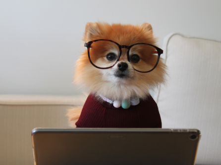 A pomeranian dog is wearing glasses and working on a computer.